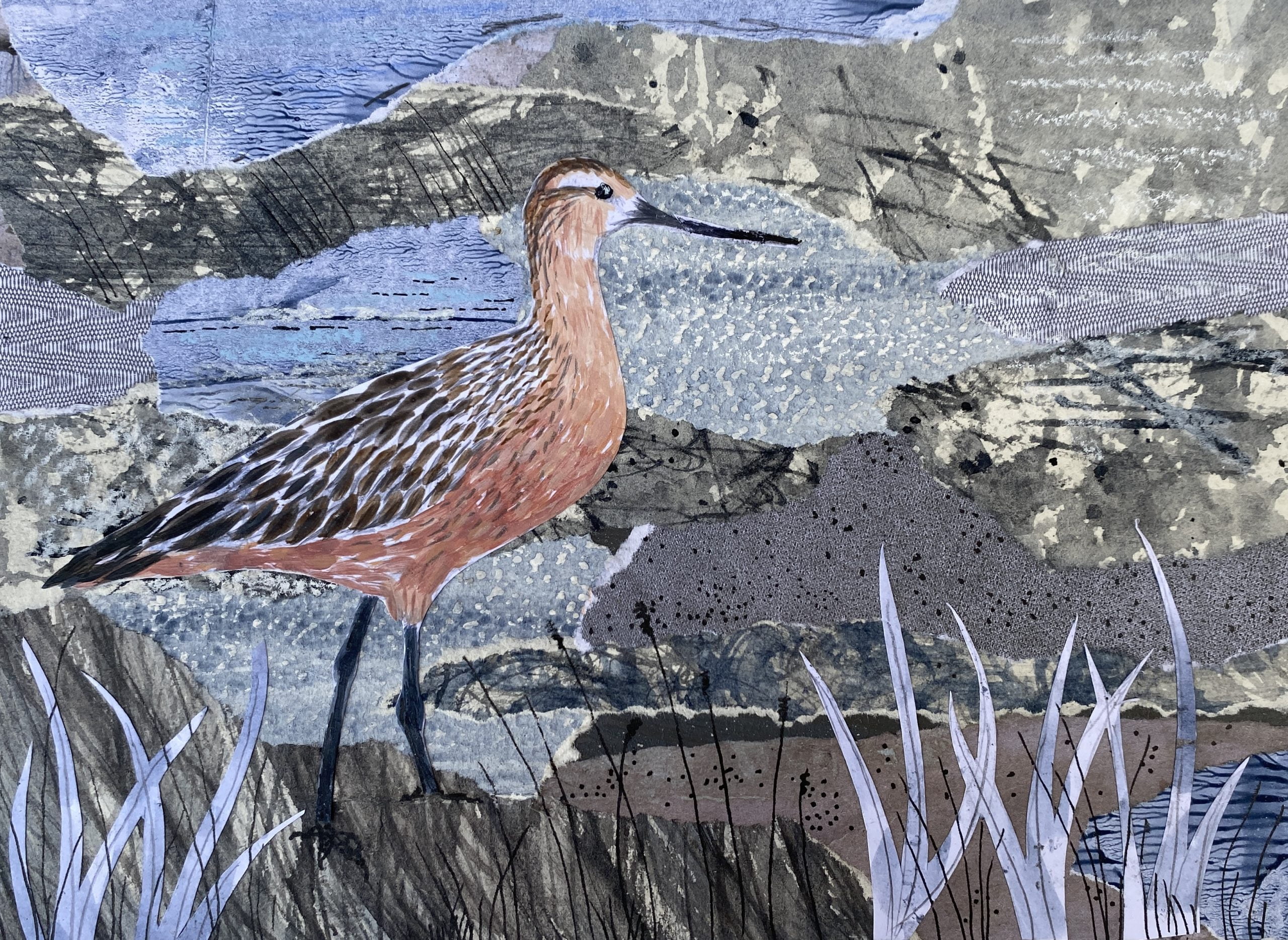 A5-Blacktailed-Godwit-hr-Copy-scaled