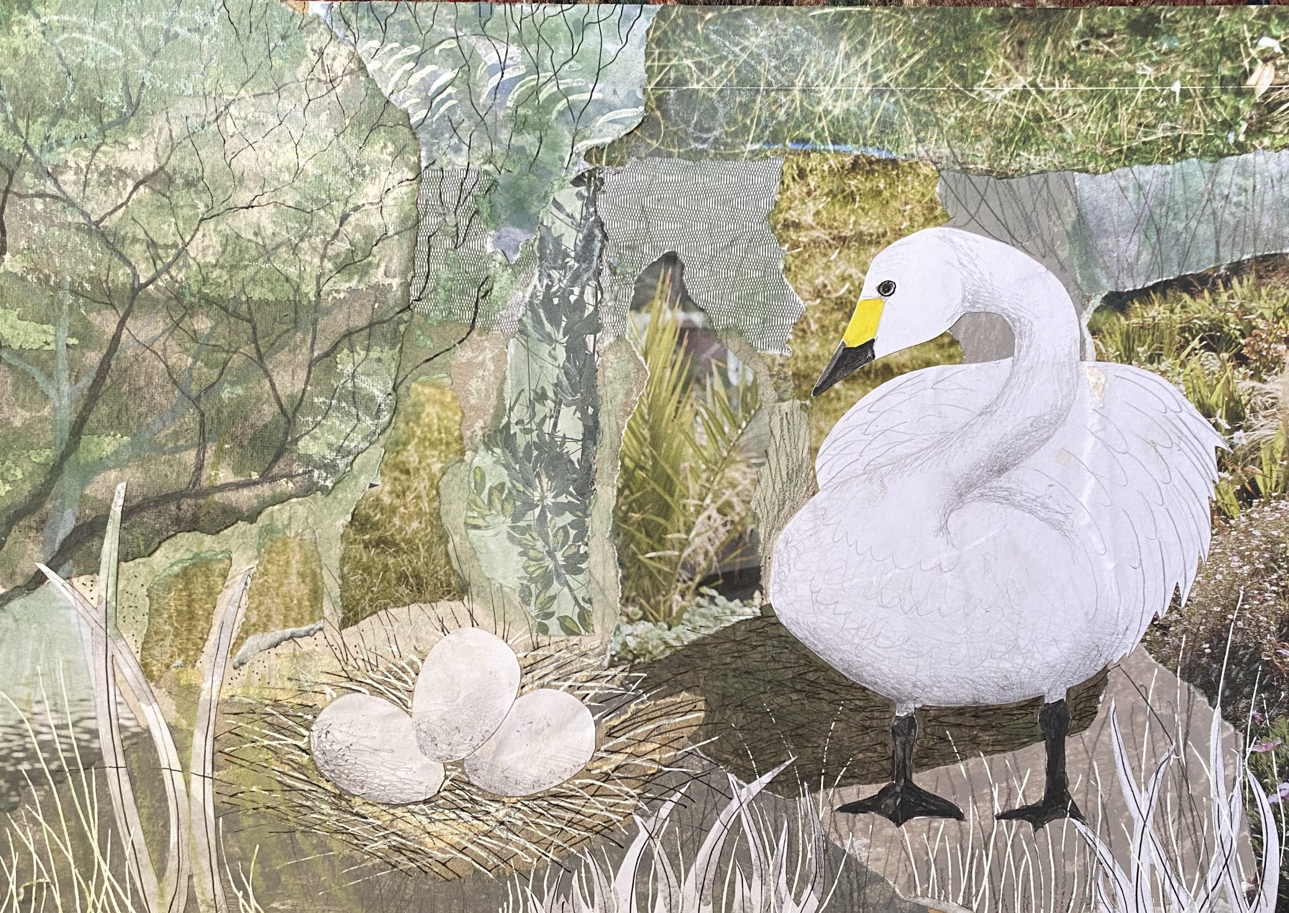 A4 Bewick with nest