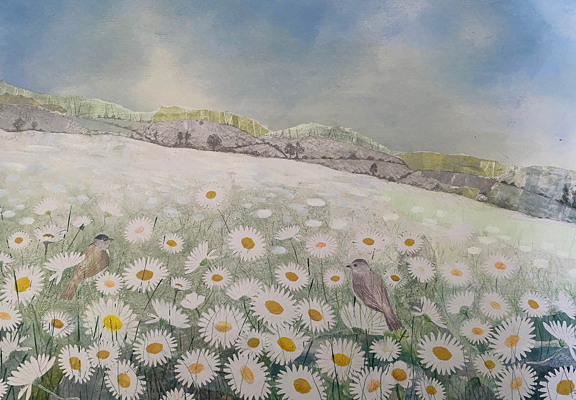 May Ox Eye Daisirs